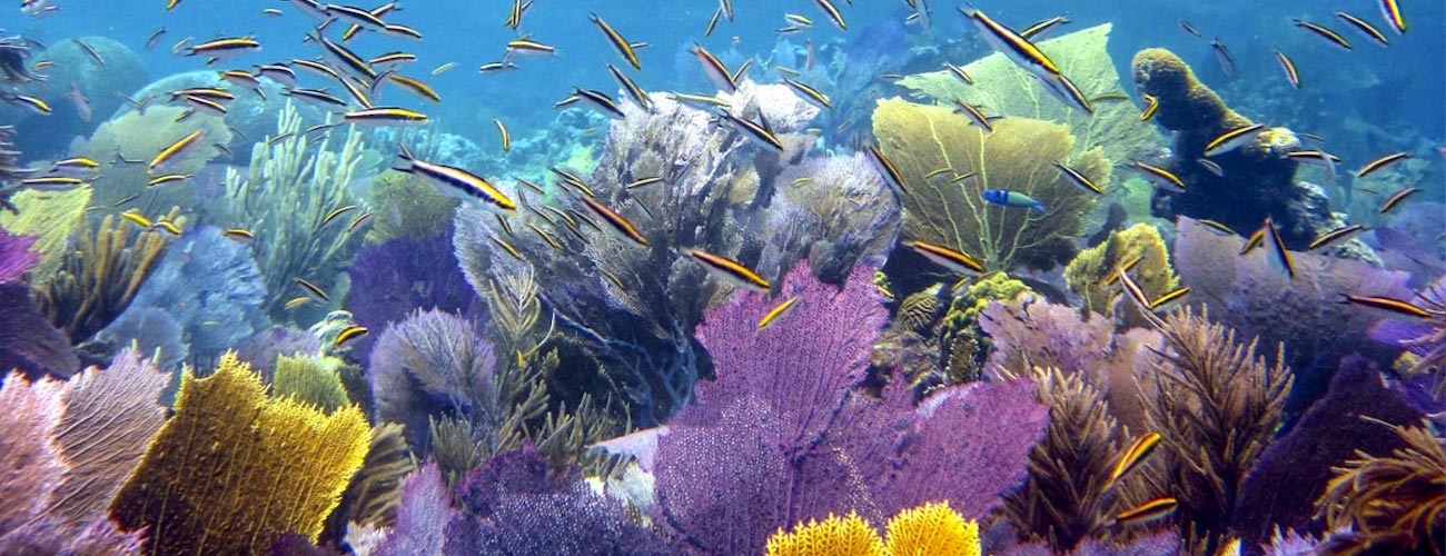 "PR Treehouse, Yunque Hotel, PR Rainforest Hotel, PR Eco Resort, PR Ecolodge, Yunque Lodging and PR Glamping"