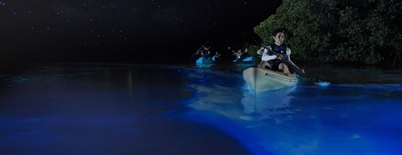 "PR Treehouse, Yunque Hotel, PR Rainforest Hotel, PR Eco Resort, PR Ecolodge, Yunque Lodging and PR Glamping"