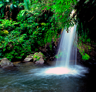 "PR Treehouse, Yunque Hotel, PR Rainforest Hotel, PR Eco Resort, PR Ecolodge, Yunque Lodging and PR Glamping"
