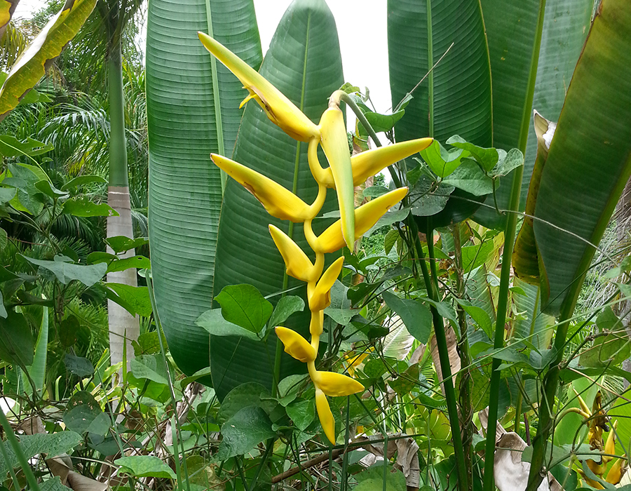 "PR Treehouse, Yunque Hotel, PR Rainforest Hotel, PR Eco Resort, PR Ecolodge, Yunque Lodging and PR Glamping"