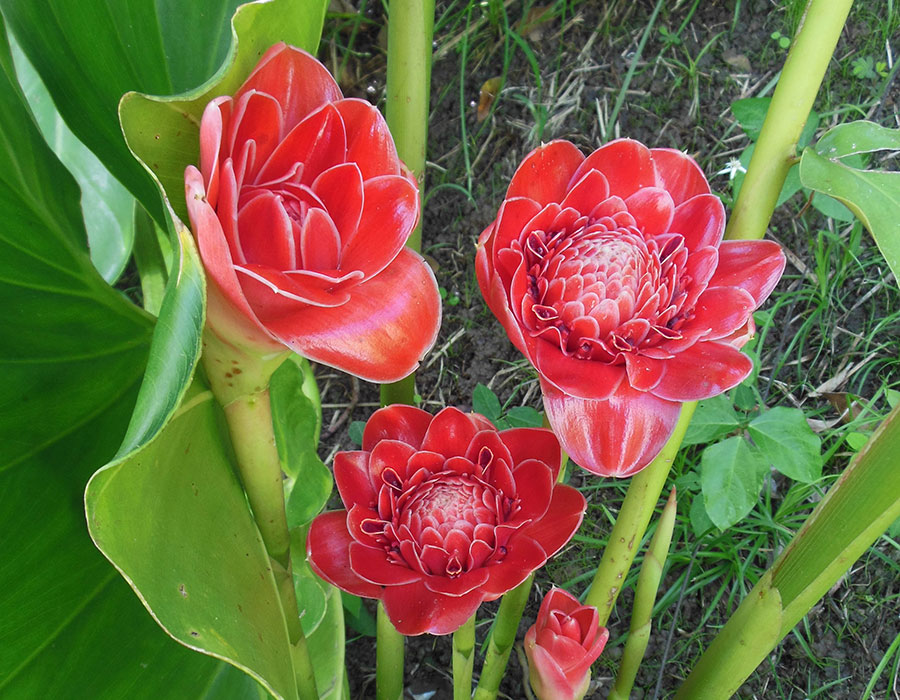 PR Treehouse, Yunque Hotel, PR Rainforest Hotel, PR Eco Resort, PR Ecolodge, Yunque Lodging and PR Glamping