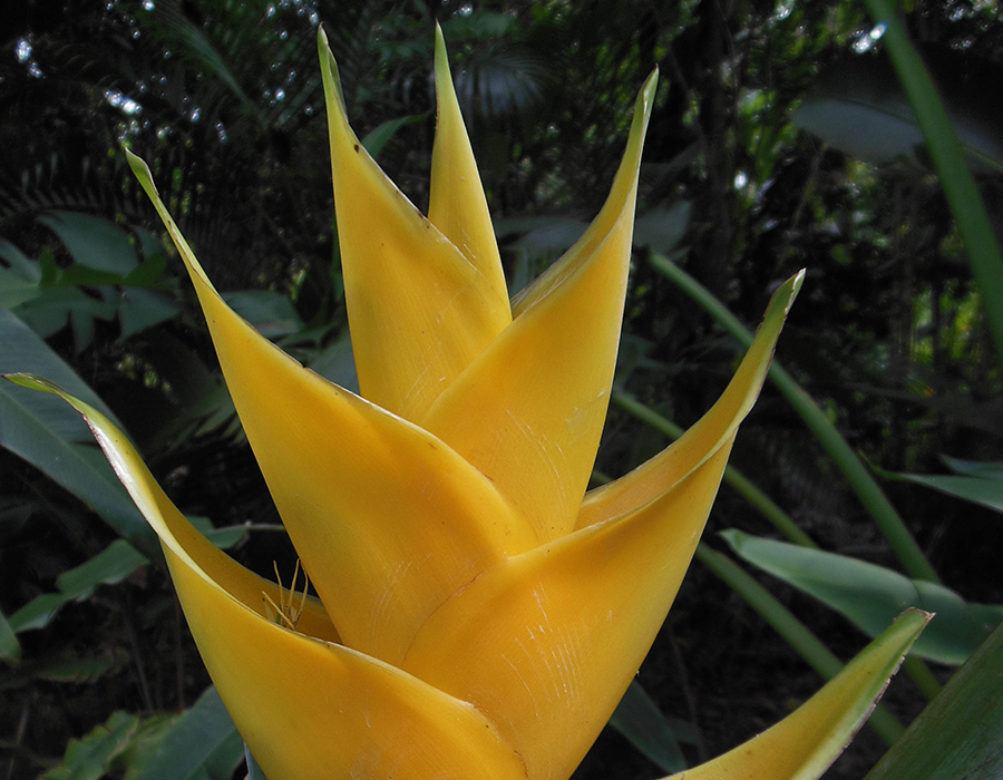 "PR Treehouse, Yunque Hotel, PR Rainforest Hotel, PR Eco Resort, PR Ecolodge, Yunque Lodging and PR Glamping"