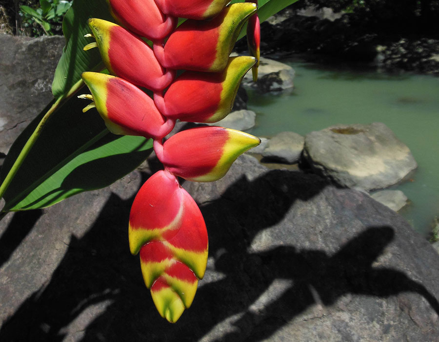 PR Treehouse, Yunque Hotel, PR Rainforest Hotel, PR Eco Resort, PR Ecolodge, Yunque Lodging and PR Glamping