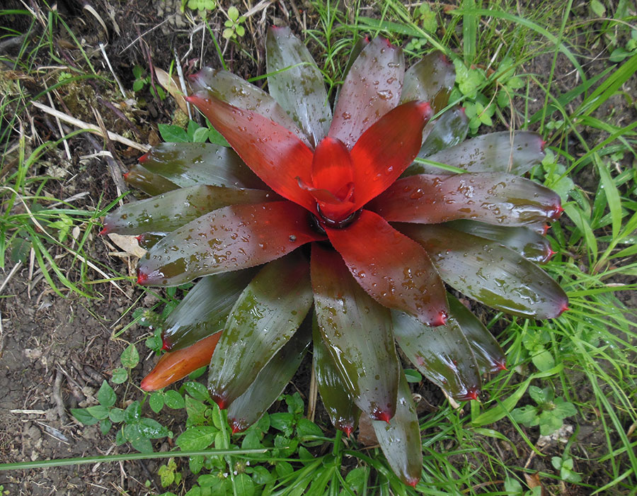 "PR Treehouse, Yunque Hotel, PR Rainforest Hotel, PR Eco Resort, PR Ecolodge, Yunque Lodging and PR Glamping"