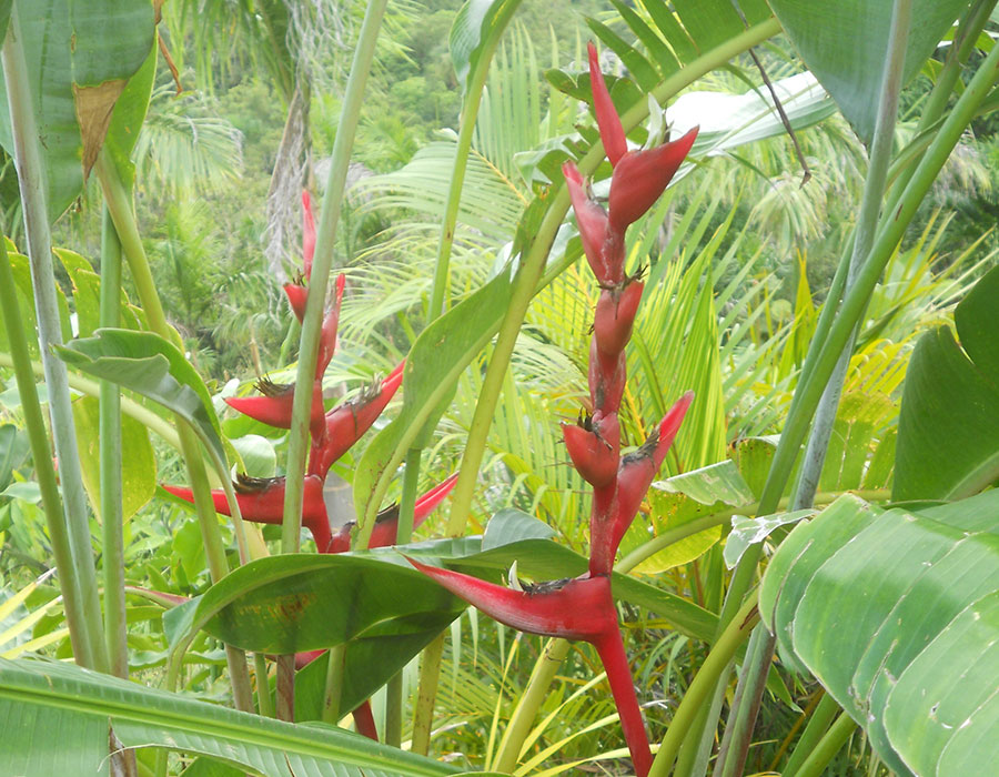 PR Treehouse, Yunque Hotel, PR Rainforest Hotel, PR Eco Resort, PR Ecolodge, Yunque Lodging and PR Glamping