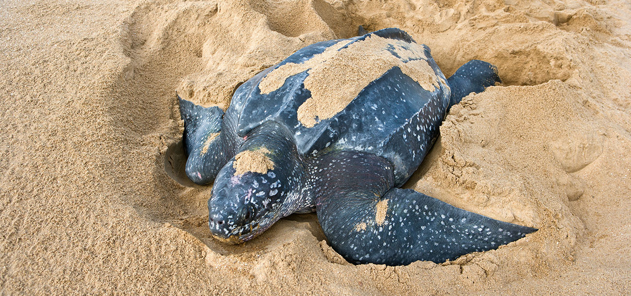 PR Treehouse, Yunque Hotel, PR Rainforest Hotel, PR Eco Resort, PR Ecolodge, Yunque Lodging and PR Glamping