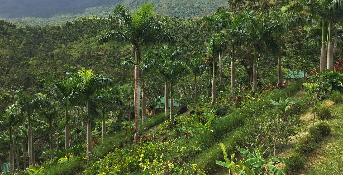 PR Treehouse, Yunque Hotel, PR Rainforest Hotel, PR Eco Resort, PR Ecolodge, Yunque Lodging and PR Glamping